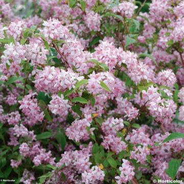 Deutzia Mont Rose