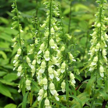 Digitalis laevigata Alba - Digitale