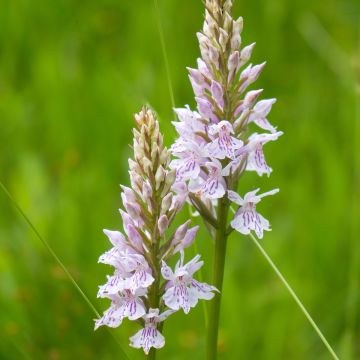 Dactylorhiza fuchsii