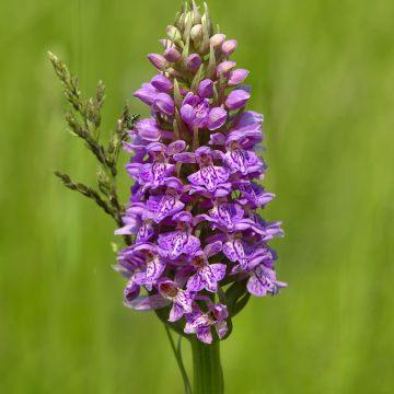 Dactylorhiza maculata - Orchidea maculata