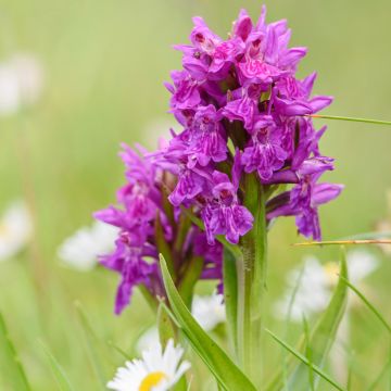 Dactylorhiza purpurella