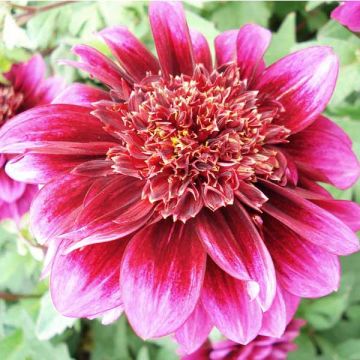 Dalia a fior d'anemone Purple Puff