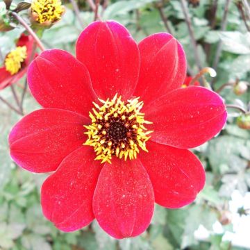 Dahlia anemone Bishop of Auckland