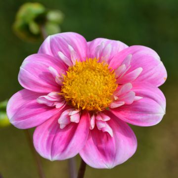 Dahlia collarette Hartenaas