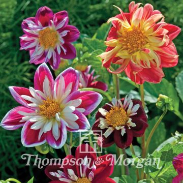 Dahlia variabilis Dandy Improved Mix