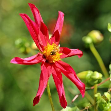 Dalia Honka Red