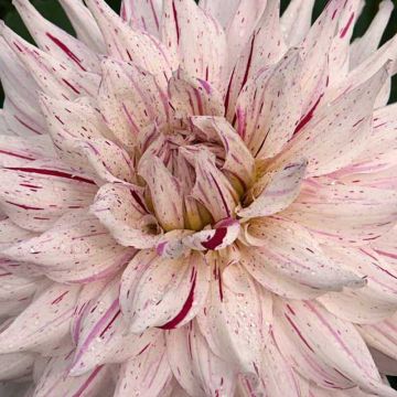 Dalia cactus Mick's Peppermint