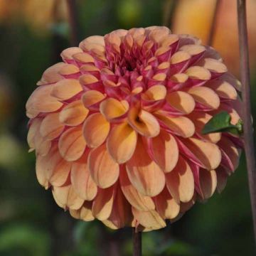 Dalia ball Dahlia Palmares