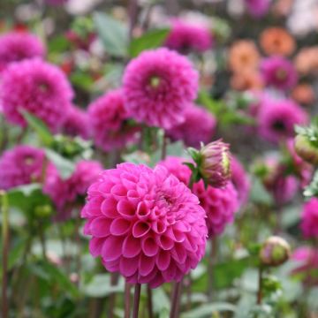 Dalia ball Dahlia Purple Fox