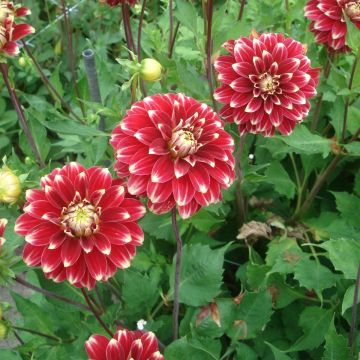 Dalia decorativa Red Rock