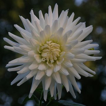 Dalia cactus White Happiness