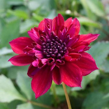 Dalia a fior d'anemone Purpinca