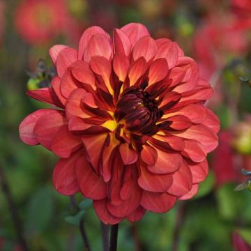 Dalia decorativa Dahlia Antibes