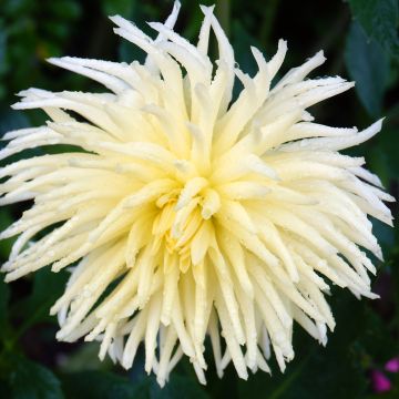 Dalia cactus Gryson's Yellow Spider