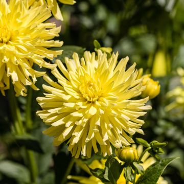 Dalia cactus Kennemerland