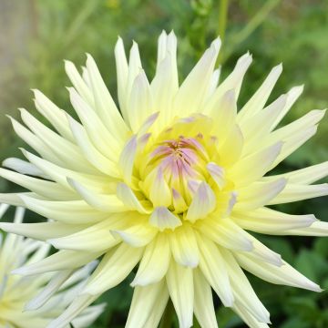 Dalia cactus Shooting Star