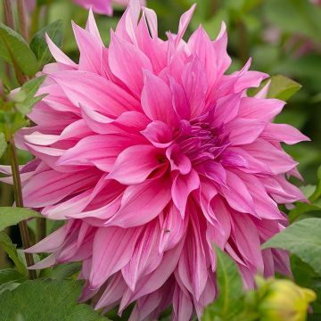 Dalia decorativa Café Au Lait rosé