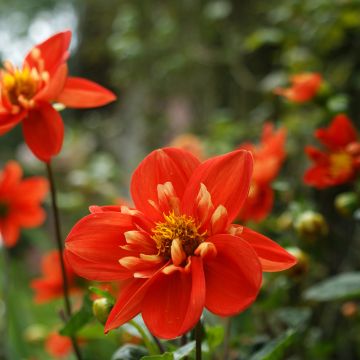 Dalia collarette Alstergruss