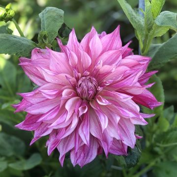 Dalia decorativa Café Au Lait Royal