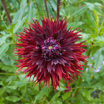 Dalia decorativa Kenora Macop-B