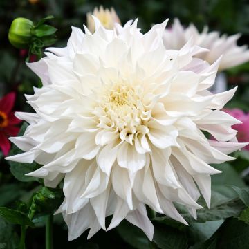 Dalia decorativa White Perfection