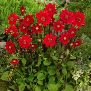 Dalia nana Topmix Red