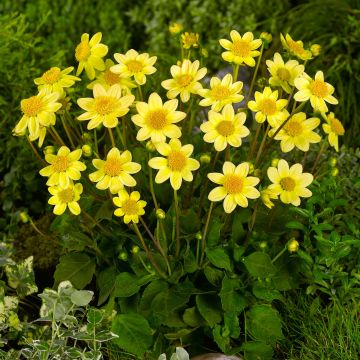 Dalia nana Topmix Yellow