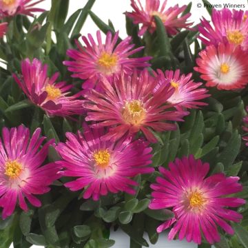 Delosperma (x) cooperi Royal Ranger Neon