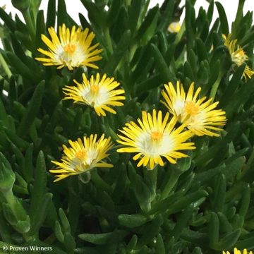 Delosperma congestum (x) cooperi Royal Ranger Yellow