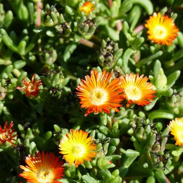 Delosperma Wheels of Wonder Orange