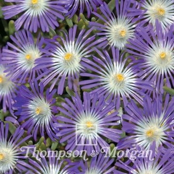 Delosperma floribundum Stardust