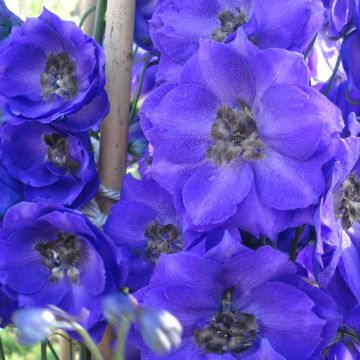 Delphinium Pacific-hybrid Blue Jay - Speronella