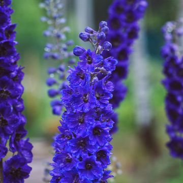 Delphinium Pacific-hybrid Magic Fountain Dark Blue-Black Bee - Speronella