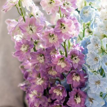 Delphinium Pacific-hybrid Deep Rose-White Bee - Speronella