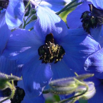 Delphinium Finsteraarhorn - Speronella