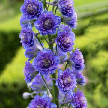 Delphinium elatum Highlander Blueberry Pie - Speronella elevata