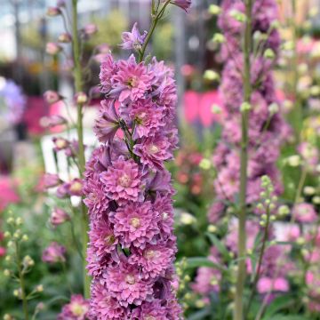 Delphinium elatum Highlander Flamenco - Speronella elevata