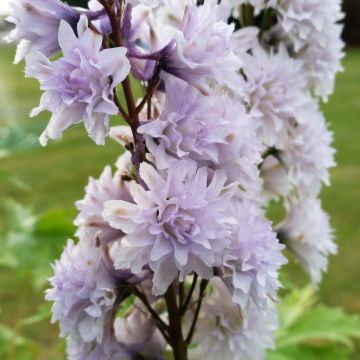 Delphinium elatum Highlander Cha Cha - Speronella elevata