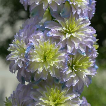 Delphinium elatum Highlander Sweet Sensation - Speronella elevata