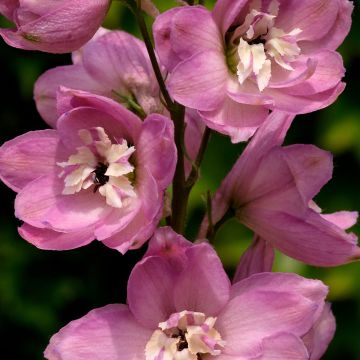 Delphinium Pacific-hybrid Astolat - Speronella