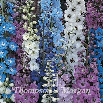 Delphinium hybridum Pacific Giants Mixed - Speronella