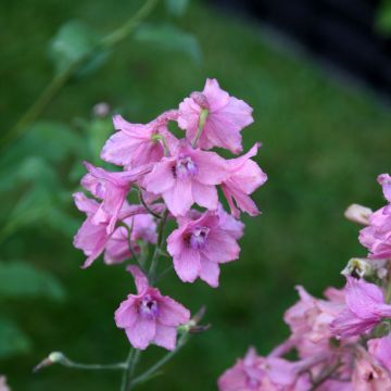 Delphinium ruysii Pink Sensation - Speronella