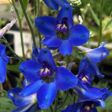 Delphinium belladonna Völkerfrieden - Speronella