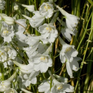 Delphinium belladona Casa Blanca - Speronella