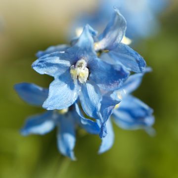 Delphinium belladona Cliveden Beauty - Speronella