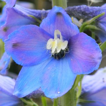 Delphinium belladona Piccolo - Speronella