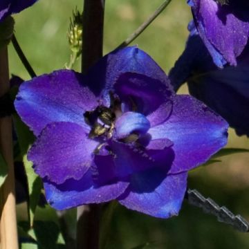 Delphinium belladona Bellamosum - Speronella