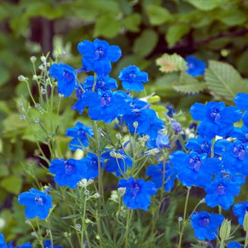 Delphinium grandiflorum Blauer Zwerg - Speronella