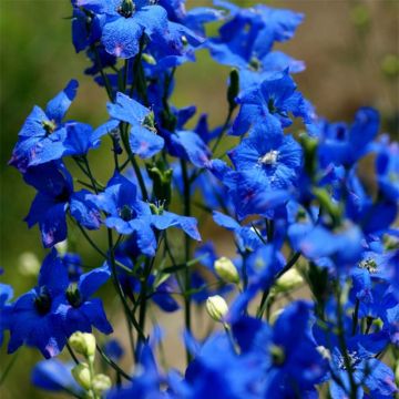 Delphinium grandiflorum - Speronella