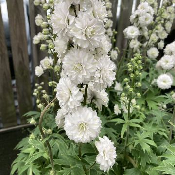 Delphinium elatum Highlander Samba - Speronella elevata